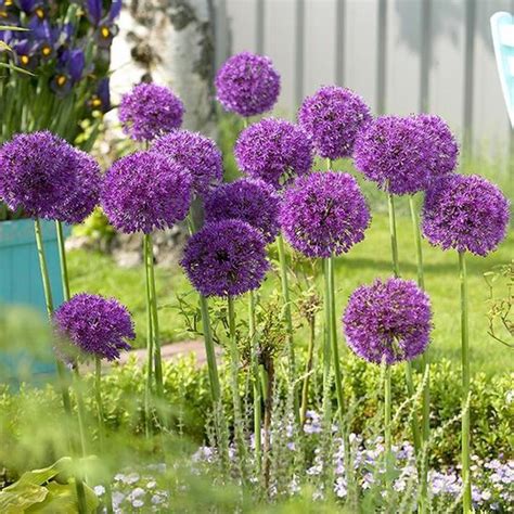Allium Aflatunense Purple Sensation Per 100 Stuks 10m² Bolmaat 10