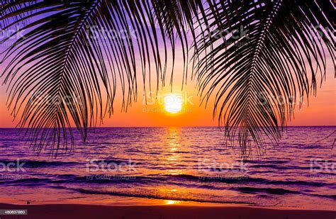 Beautiful Sunset Sunset Over The Ocean With Tropical Palm Tree Stock