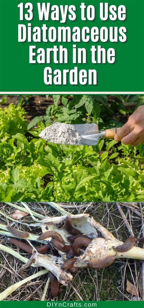 13 Ways To Use Diatomaceous Earth In The Garden Diatomaceous Earth Diatomaceous Earth Garden