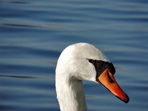 Free Picture Water Lake Swan Beak Aquatic Bird Bird Swimming