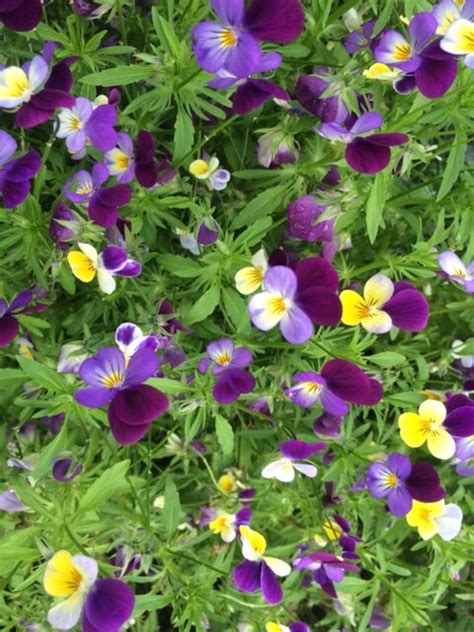 Heartsease Viola Tricolor Uk Delivery Naturescape