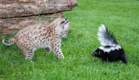 Do Cats And Skunks Get Along Meowfluent