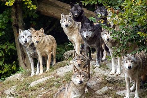 Stunning Wolves Wolfpack Wolf Dog Animals Wild Wolf