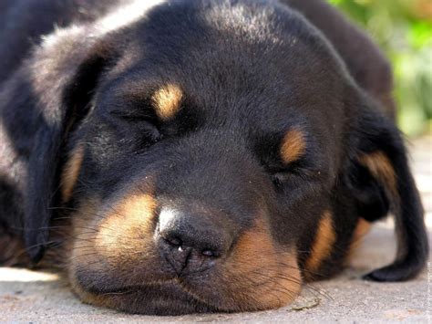 ● easy searching and secure buying. The dog in world: Beauceron dogs