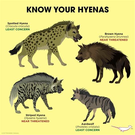 Hienas Hyaenidae Hyena Animals Wild Wild Dogs