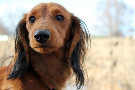 Red Long Haired Dachshund