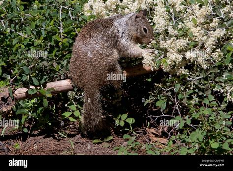 Western Gray Squirrel Sciurus Griseus Feeding On A White Flowering