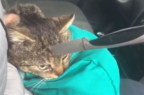 At the end of the game, you deduct points for every kitten that ended up in the. Cat found with KNIFE stuck in skull makes miracle recovery ...