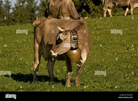 Allgauer Braunvieh Hi Res Stock Photography And Images Alamy