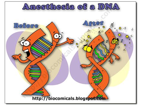 Biocomicals Anesthesia Of A Dna