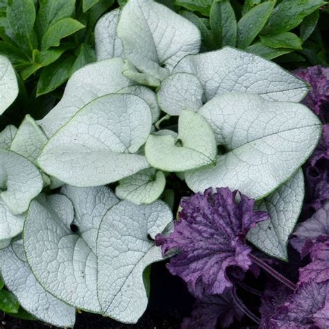 Brunnera Macrophylla Alexanders Great Avant Gardens