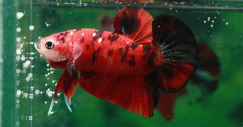 Betta halfmoon super red skyhawk. Fish Archives - Exotic Animal Supplies