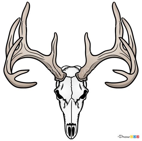 How To Draw Deer Skull Deer