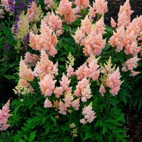 May 07, 2020 · 50 perennial flowers for partial or dappled shade. Astilbes are wonderful shade perennials known for their ...