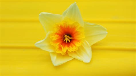 Daffodil Wallpaper Free Download Pixelstalknet