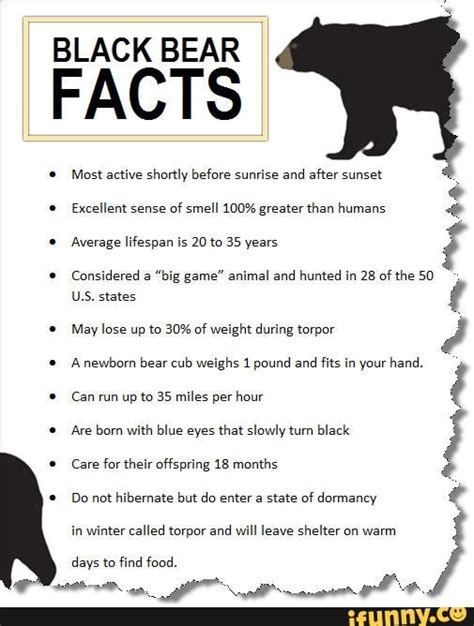 Black Bear Facts Most Active Shortly Before Sunrise And After Sunset