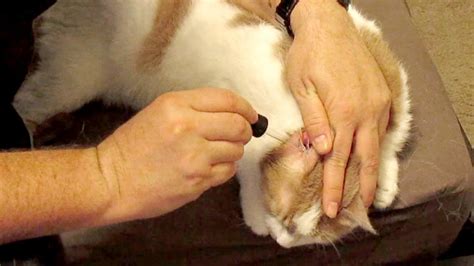 How To Treat Your Cats Ear Infection At Home Using Tea Tree Oil