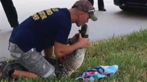 trapper s rescue of alligator ends with a kiss abc news