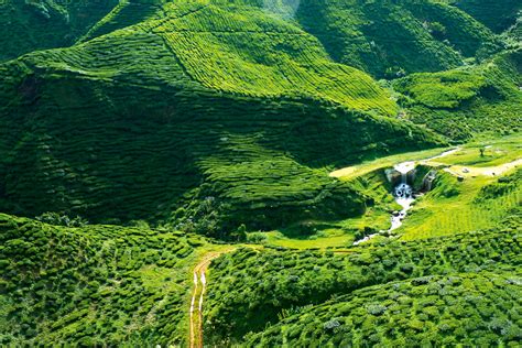 Cameron highlands was discovered in 1885 by english surveyor william cameron, under a commission by the colonial government. An alpine escape: Malaysia's Cameron Highlands ...