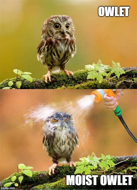 Owl Memes Funny Owl Pictures