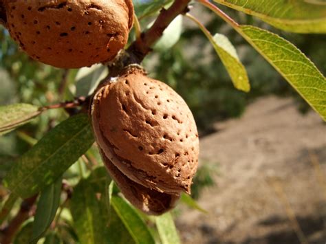 Eating Almonds Off The Tree Hunker Growing Fruit Trees Homemade