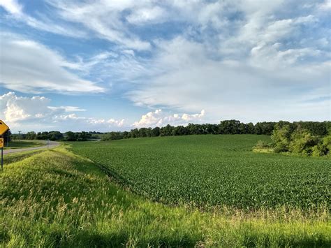 Honestly, the idea of growing sweet corn can be daunting. You can hear the corn growing on these early July evenings ...