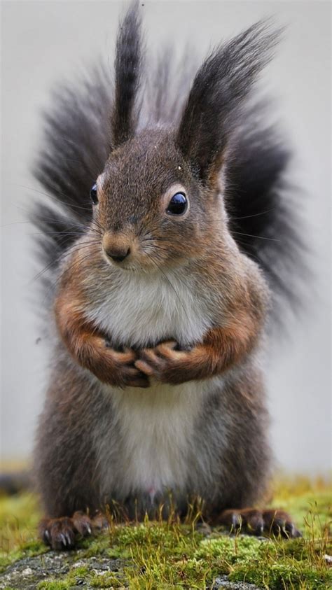 Squirrel desktop wallpapers animal planet beautiful nature wallpapers autumn forest protein autumn forest leaves branch. Squirrel Iphone Images