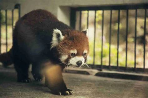 Are Red Pandas Native To Taiwan 5 Zoos To Visit