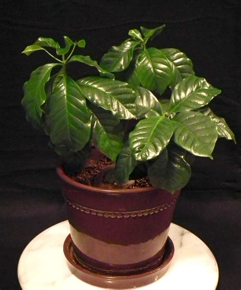 Scented Leaf Growing Coffee Plants Indoor