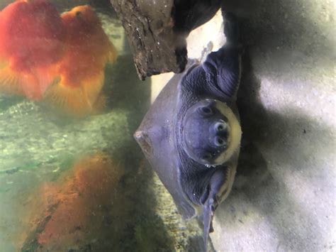 They grow as large as 28 inches and weigh as they eat molluscs and other insects as well. For Sale Fly river turtle ( pig nose turtle ...