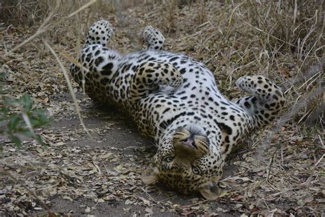 Find in our directory the list of companies by tag exotic pets in south africa. South Africa: Exotic Animal Behavior and Welfare Study ...