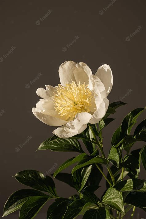 premium photo elegant white peony flower in sunlight shadow on dark background aesthetic