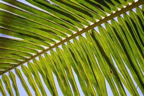 Coconut Branch Tree Stock Photo Image Of Leaves Fresh 57858974