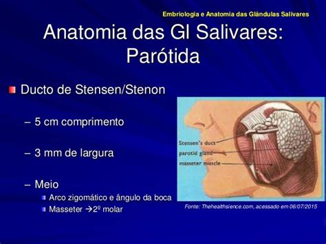 Embriologia E Anatomia Das Gl Salivares 2015