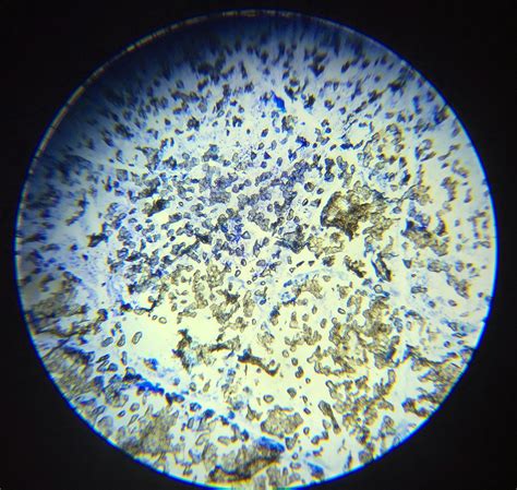 Real Animal Cell