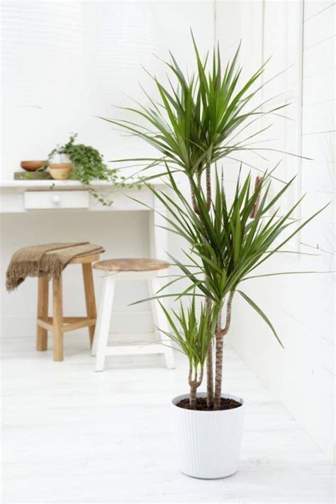 Plants bring calm around them and relax the mind. Plants For Bedroom: 30 Best Bedroom Plants To Improve ...