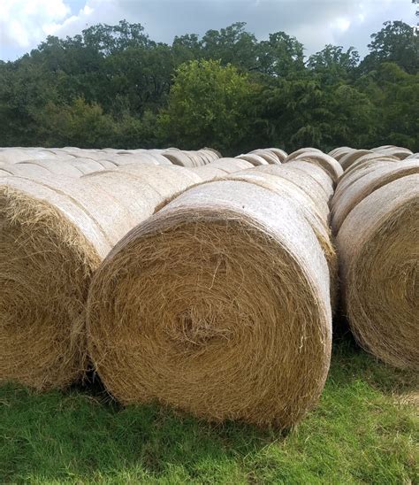 1000 Bales Coastal Hay Fertilized Round Bales Texas