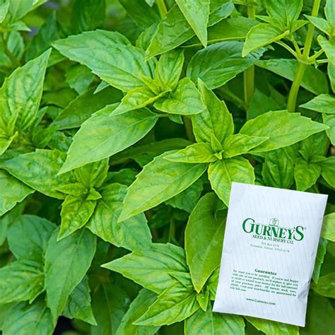 Gurneys Herb Sweet Basil 150 Seed Packet 14602 The Home Depot