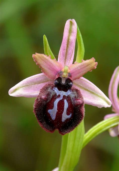 Ophrys Sipontensis Unusual Flowers Orchids 101 Beautiful Flowers