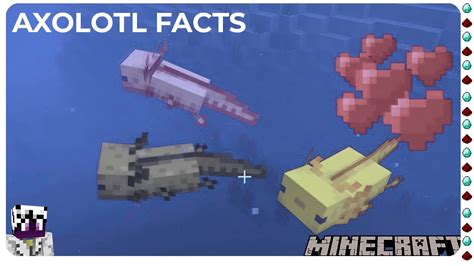 25 Facts Things You Didnt Know About Axolotls In Minecraft Youtube