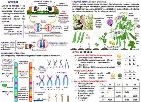Biología Didáctica Semana 16 Bio Genética Mendeliana