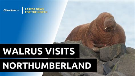Arctic Walrus Rests On Northumberland Beach Youtube