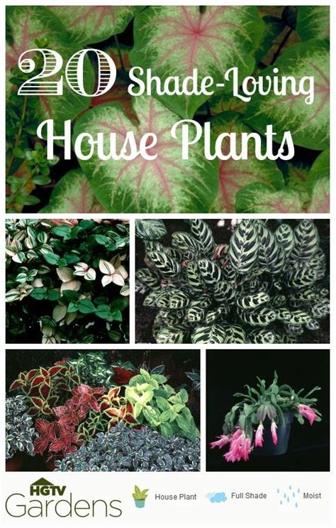 20 Gorgeous Shade Loving House Plants