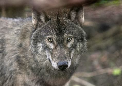 1st Confirmed Pack of Wolves Spotted in Colorado