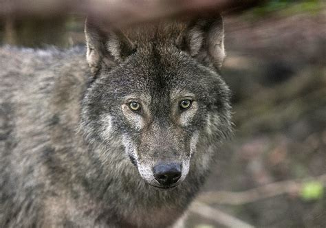They are usually shy and cautious around humans, but unlike. 1st Confirmed Pack of Wolves Spotted in Colorado