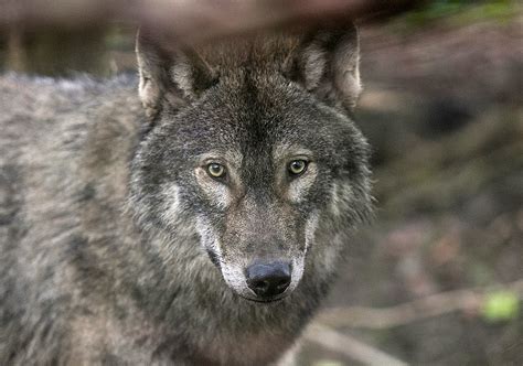 5 / 5 238 мнений. 1st Confirmed Pack of Wolves Spotted in Colorado