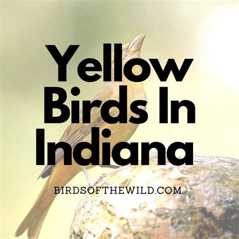 9 Yellow Birds In Indiana With Pictures Birds Of The Wild