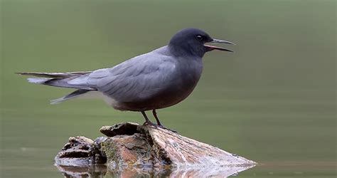 Photos And Videos For Black Tern All About Birds Cornell Lab Of