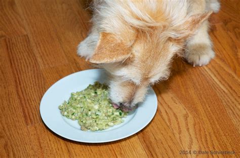 Ingredients you will need are. Recipe for Low-Phosphorus Dog Food ~ Caring for a Dog with ...