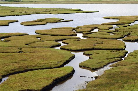 Saltwater Marshes